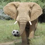 olifant met bal